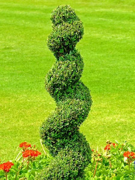 Спиральное растение — стоковое фото