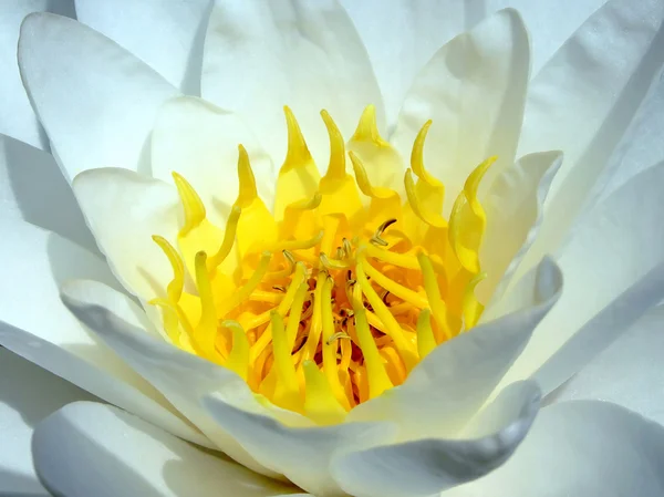 Lotus водних — стокове фото