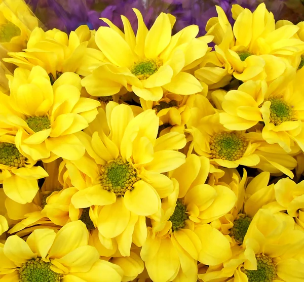 Yellow carnation — Stock Photo, Image