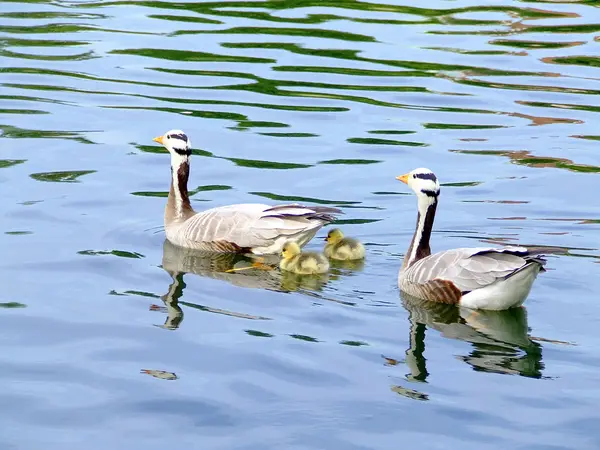 stock image Canadian gooses