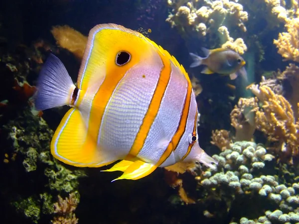 Clownfish — 스톡 사진