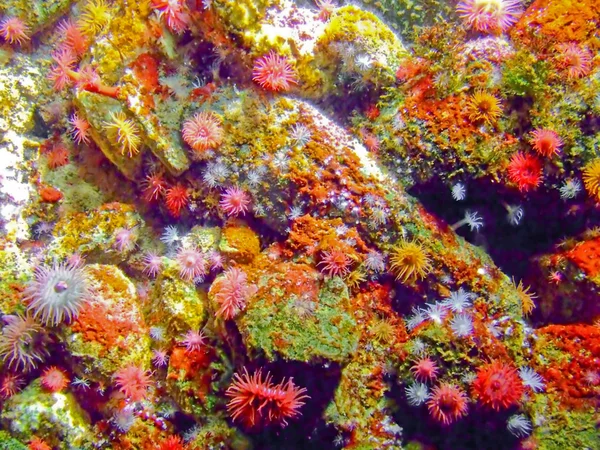 Красочные кораллы — стоковое фото