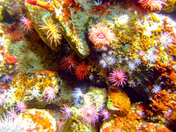 Coral — Foto de Stock