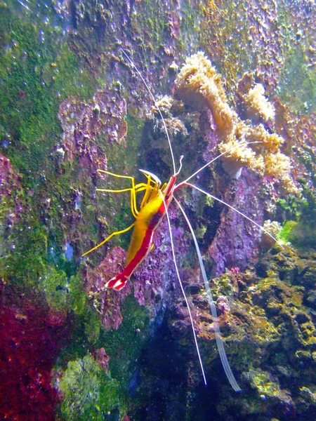 Caranguejo-coral — Fotografia de Stock