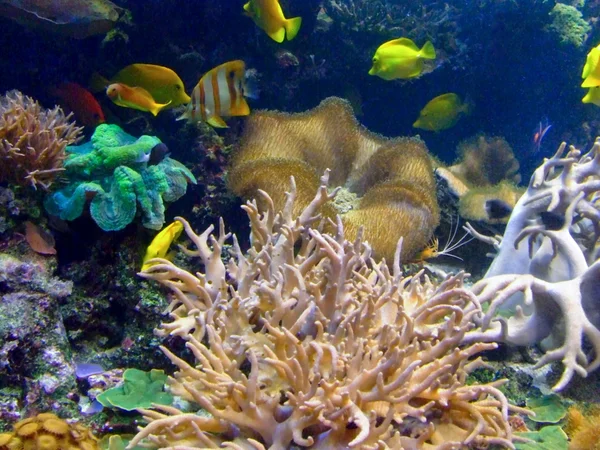 Korall liv — Stockfoto