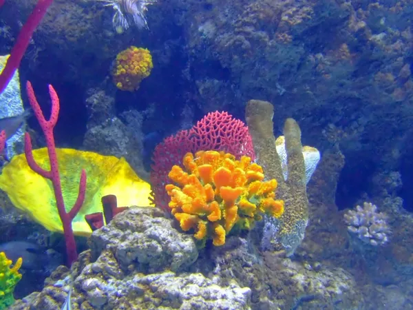 Коралловые камни — стоковое фото