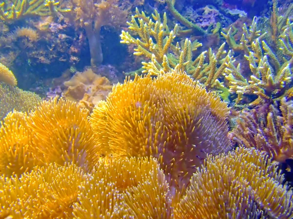 Gąbka koralowa — Zdjęcie stockowe