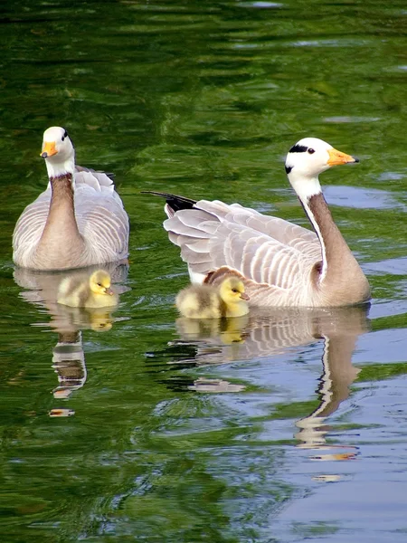 Gooses family — Stock Photo, Image
