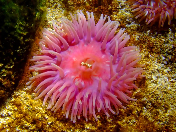 Шістнадцятковий coral — стокове фото