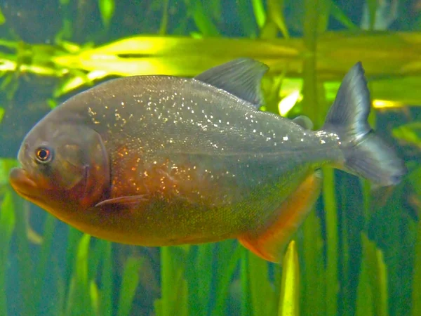 Piranha gros plan — Photo