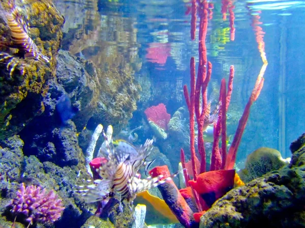 보라색 산호 — 스톡 사진