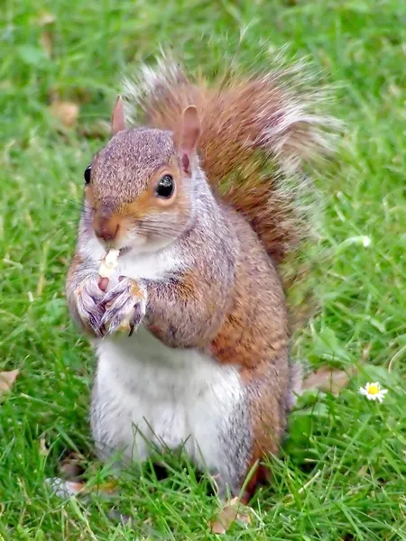 다람쥐먹기 — 스톡 사진