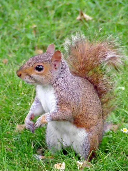 다람쥐 프로필 — 스톡 사진