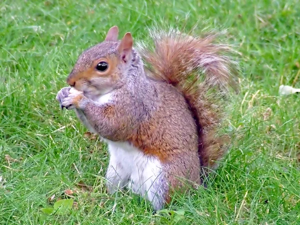 Eichhörnchen-Snack — Stockfoto