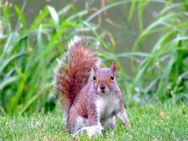 다람쥐 꼬리 — 스톡 사진