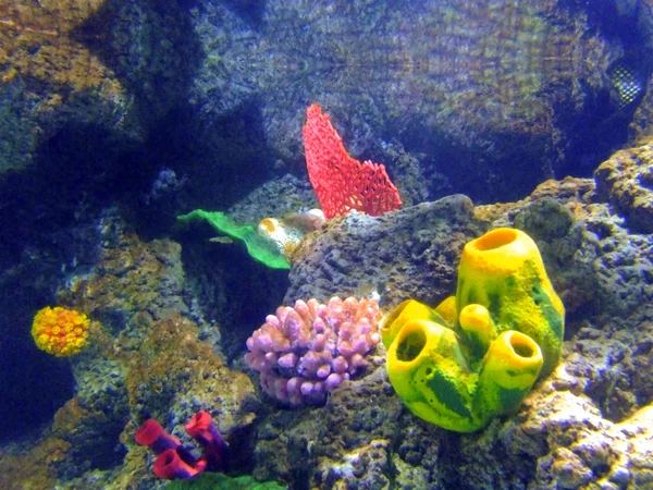 태양 산호 — 스톡 사진
