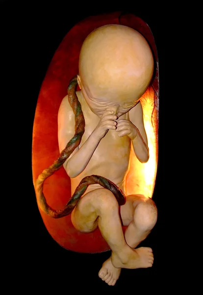 stock image Unborn dummy