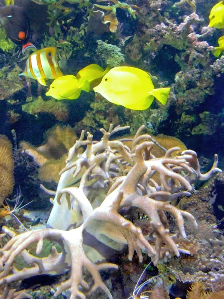 黄色い魚 — ストック写真