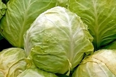 Organic cabbage clipart