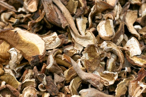Dry mushroom — Stock Photo, Image