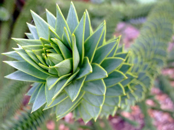 緑のつる植物 — ストック写真