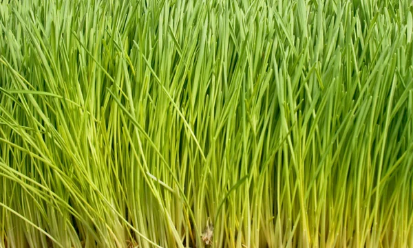 Hierba de trigo — Foto de Stock