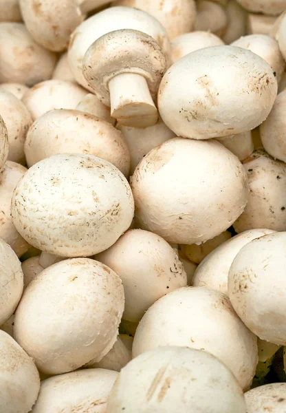 Білий гриб — стокове фото