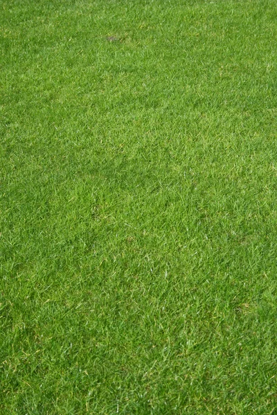 Гольф трави — стокове фото