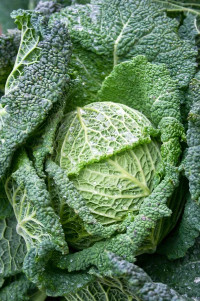 Зелений салат — стокове фото