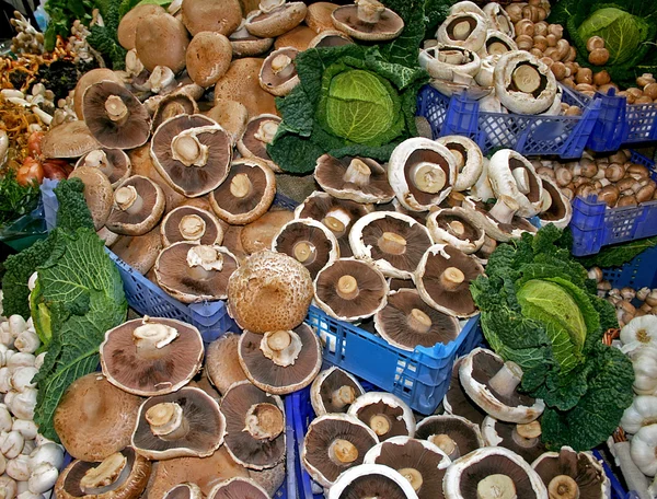 Mushrooms assortments — Stock Photo, Image