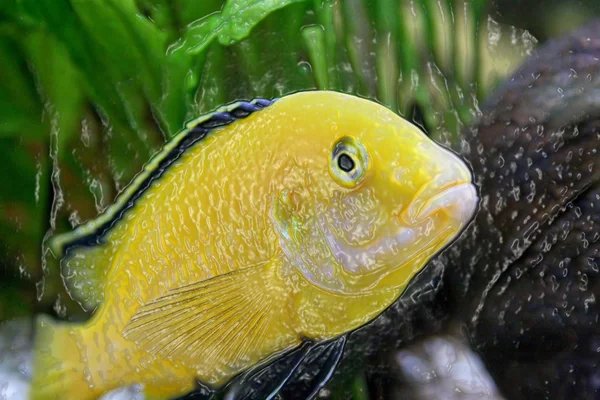 Pesce giallo di plastica — Foto Stock