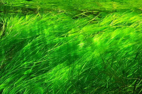 水下草 — 图库照片