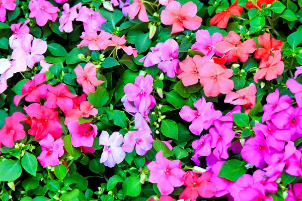 Fundo floral — Fotografia de Stock