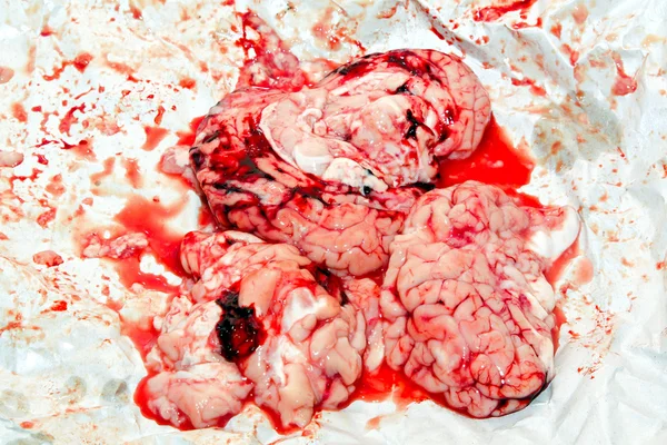 Cerebro fresco — Foto de Stock