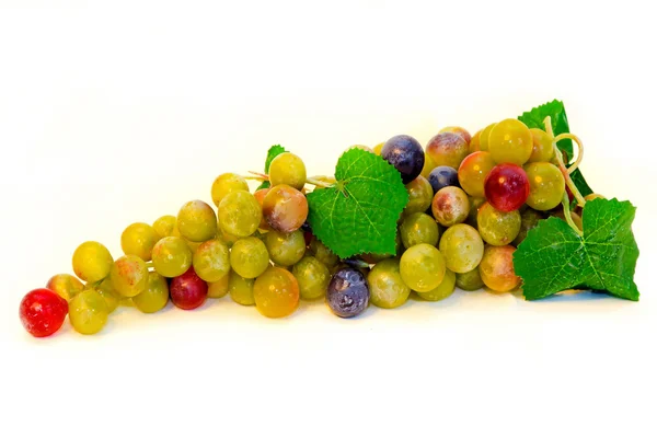 Druiven cluster — Stockfoto