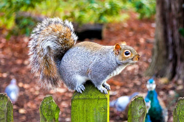 Eichhörnchen am Zaun — Stockfoto