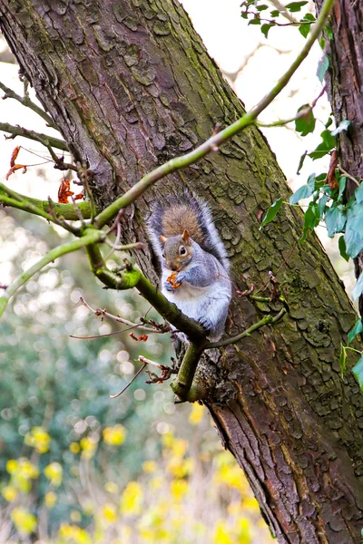 Squirrel at tree — Stock Photo, Image