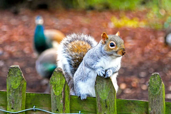 다람쥐 울타리 — 스톡 사진