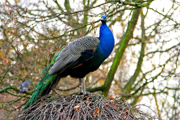 stock image Peacock