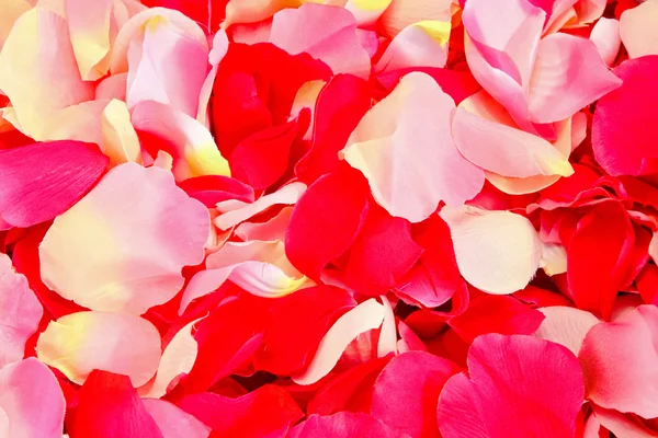 Blütenblätter — Stockfoto