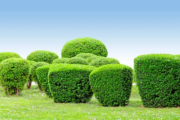 Groene bush — Stockfoto