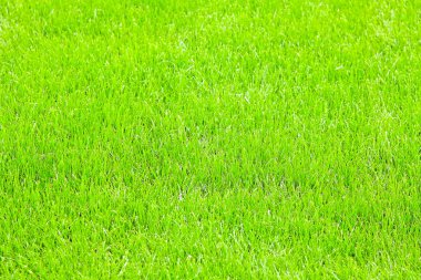 Cultivated grass macro clipart