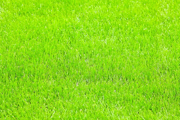 Macro herbe cultivée — Photo