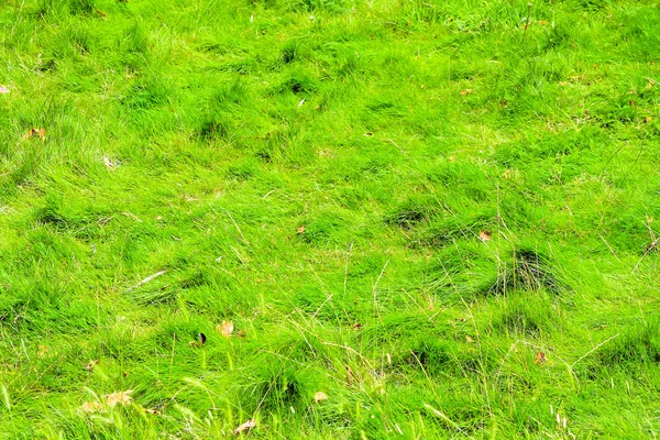 잔디 부시 — 스톡 사진