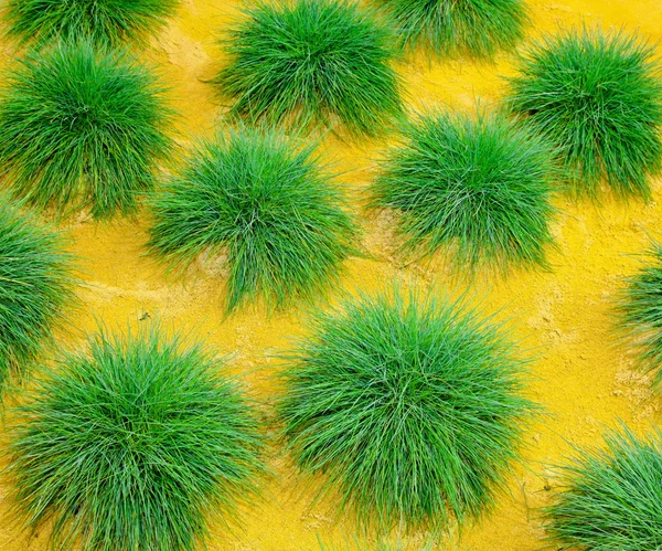 녹색 부시 — 스톡 사진