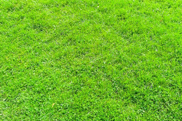Средняя трава — стоковое фото
