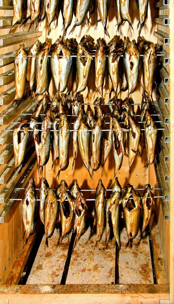 烟熏鲱鱼 — 图库照片