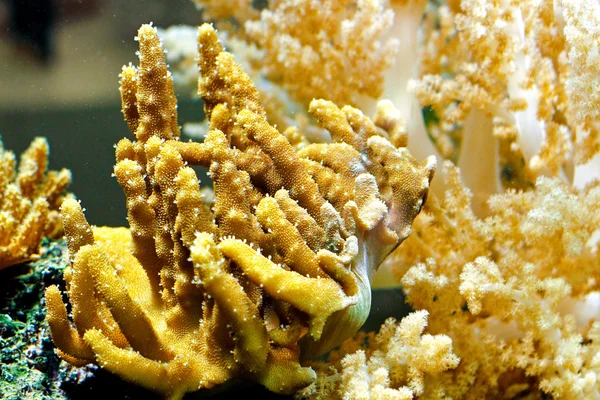 Tropiskt akvarium — Stockfoto