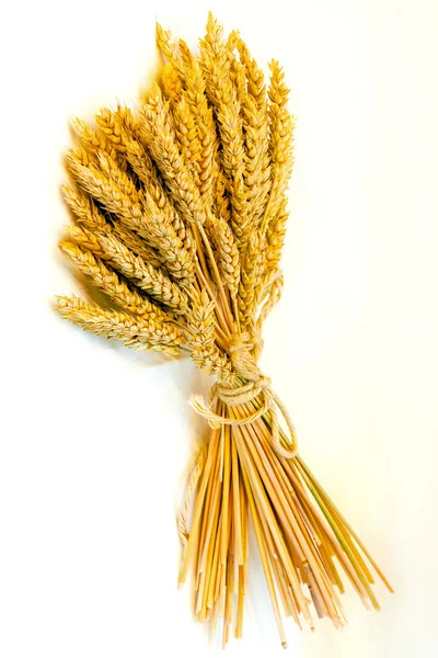 Manojo de trigo — Foto de Stock