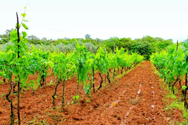 Vin gård — Stockfoto